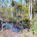 DD794 – Jeff Aschmann – Eurobodalla